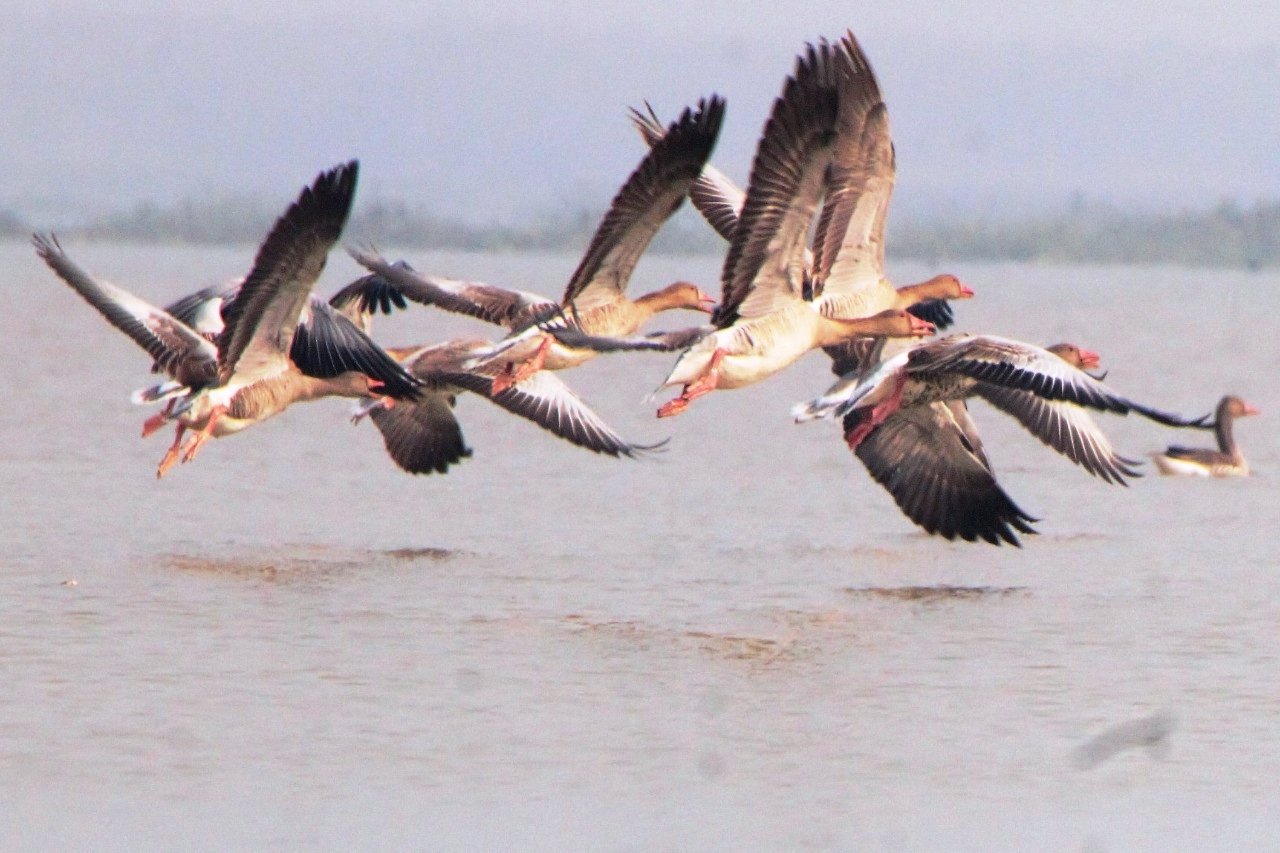 Punjab Set To Open 3 Wetlands To Eco Tourism, Lifeinchd
