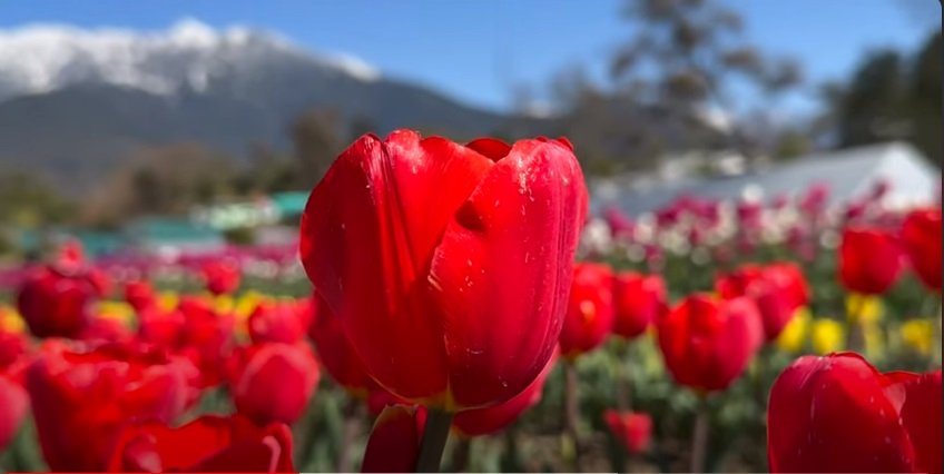 This Tulip Garden In Himachal Pradesh Is a Feast For The Eyes, Lifeinchd