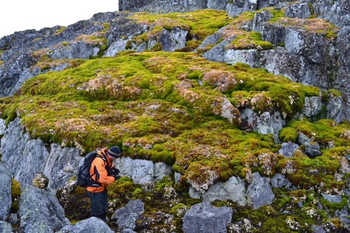 An Icy Land Goes Green, It’s Antarctica!